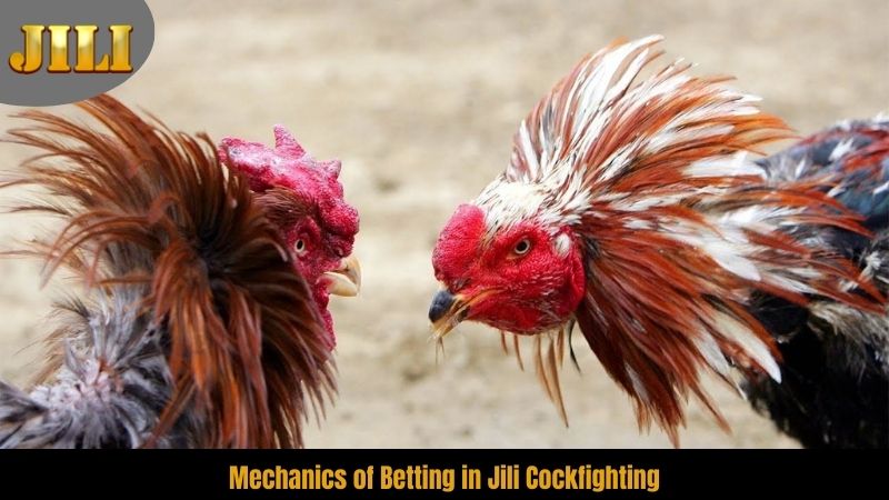 mechanics-of-betting-in-jili-cockfighting