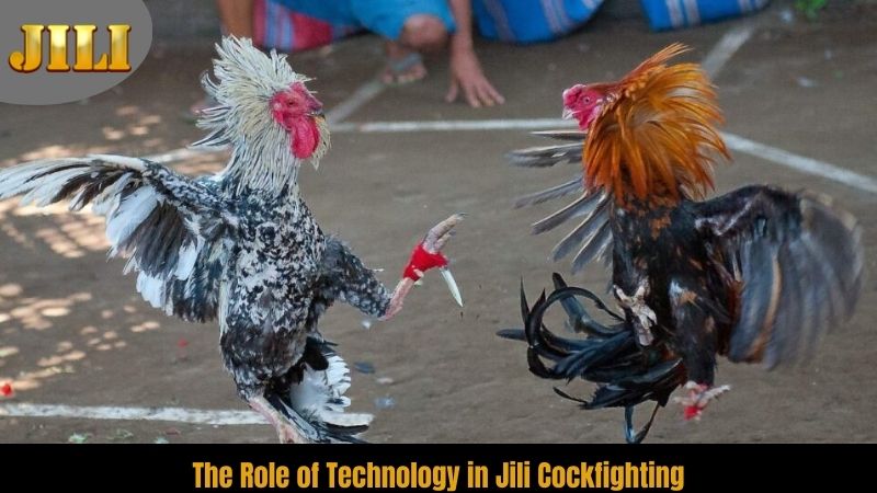 the-role-of-technology-in-jili-cockfighting